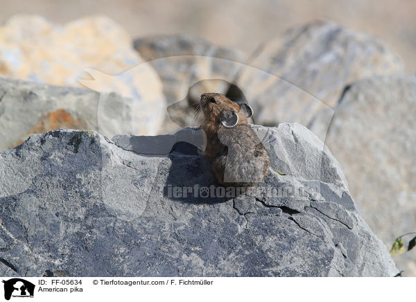 Amerikanischer Pfeifhase / American pika / FF-05634