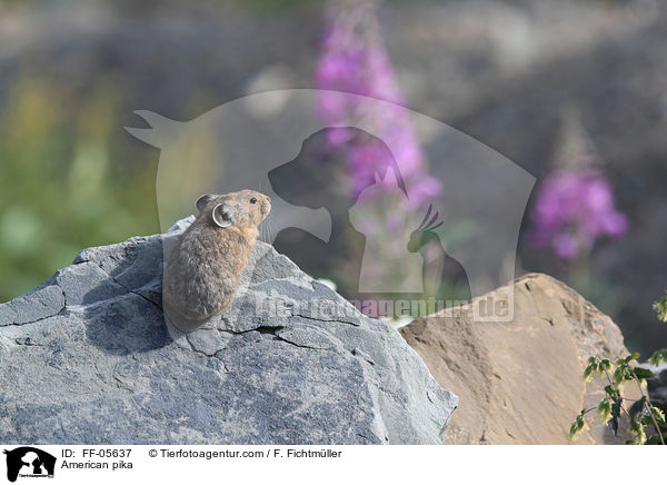 Amerikanischer Pfeifhase / American pika / FF-05637