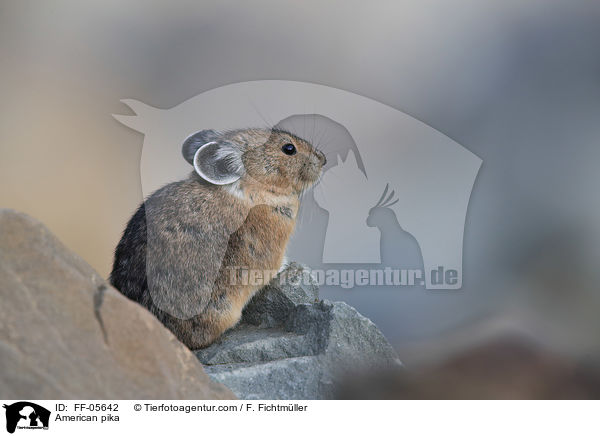 Amerikanischer Pfeifhase / American pika / FF-05642