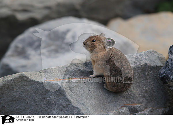 Amerikanischer Pfeifhase / American pika / FF-05646