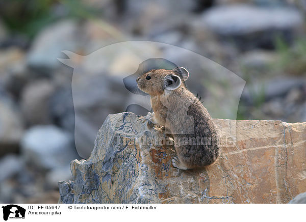 Amerikanischer Pfeifhase / American pika / FF-05647