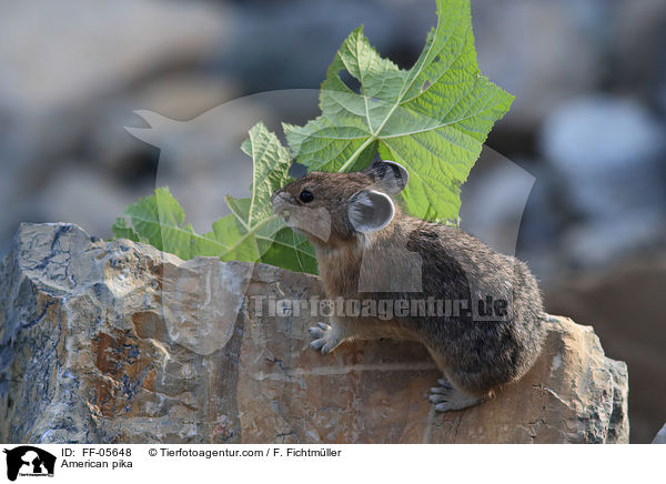 Amerikanischer Pfeifhase / American pika / FF-05648