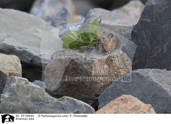 Amerikanischer Pfeifhase / American pika / FF-05649