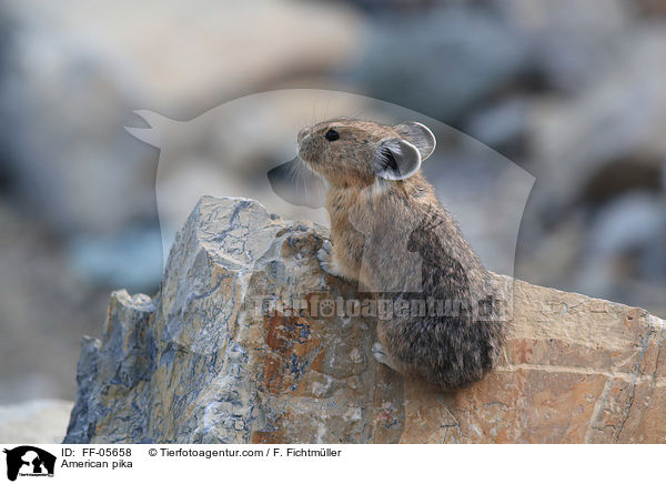 Amerikanischer Pfeifhase / American pika / FF-05658