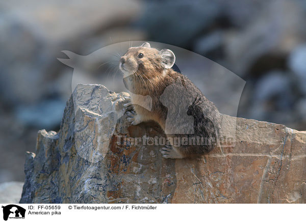 Amerikanischer Pfeifhase / American pika / FF-05659