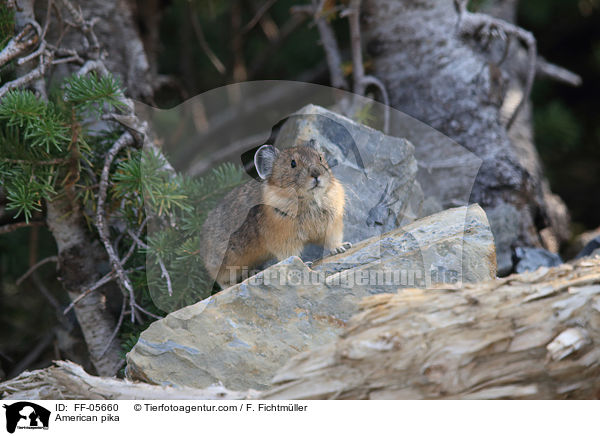 Amerikanischer Pfeifhase / American pika / FF-05660