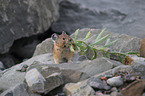 American pika