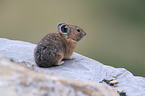 American pika