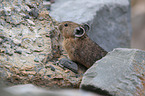 American pika