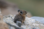 American pika