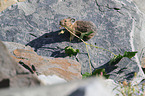 American pika