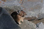American pika