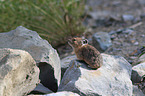 American pika