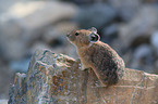 American pika