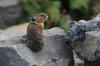 American pika