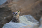 American pika