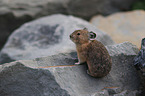 American pika