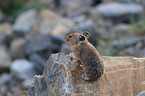 American pika