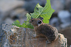 American pika