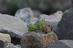American pika