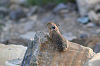 American pika
