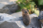 American pika