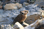 American pika