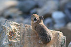 American pika