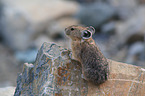 American pika