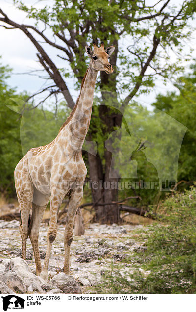 giraffe / WS-05766