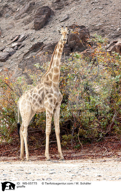 Angola-Giraffe / giraffe / WS-05775