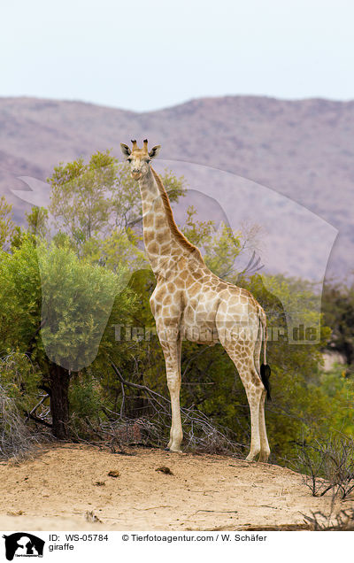 Angola-Giraffe / giraffe / WS-05784