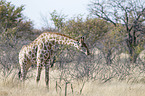 Angola Giraffe