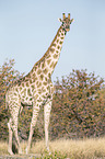 Angola Giraffe