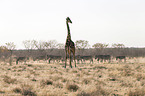 Angola Giraffe