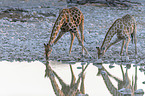 Angola Giraffes