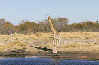 Angola Giraffe