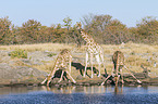 Angola Giraffes