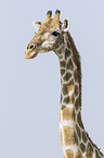 Angola Giraffe