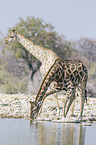 Angola Giraffes