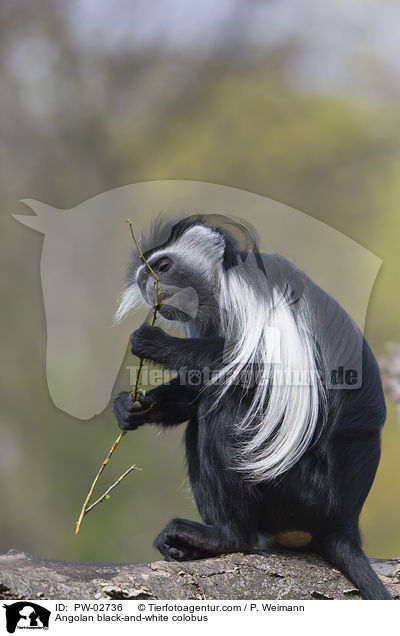 Angola-Mantelaffe / Angolan black-and-white colobus / PW-02736