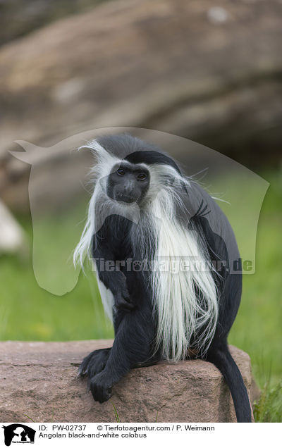 Angola-Mantelaffe / Angolan black-and-white colobus / PW-02737