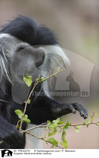 Angola-Mantelaffe / Angolan black-and-white colobus / PW-02741