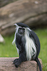 Angolan black-and-white colobus