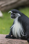 Angolan black-and-white colobus