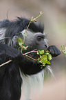 Angolan black-and-white colobus