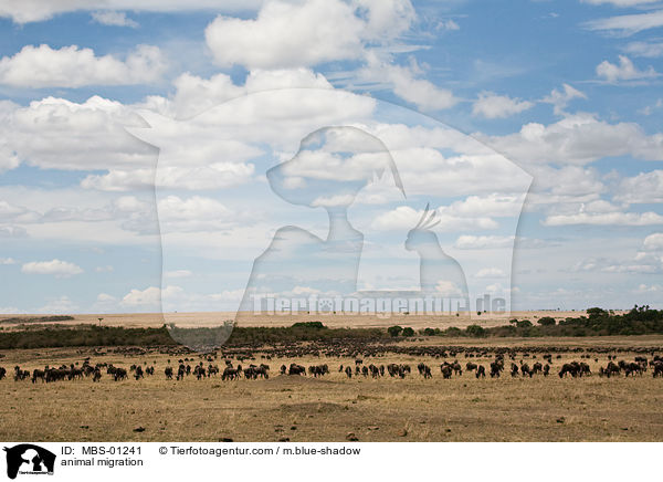 animal migration / MBS-01241