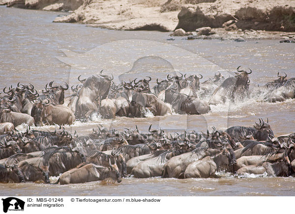 animal migration / MBS-01246