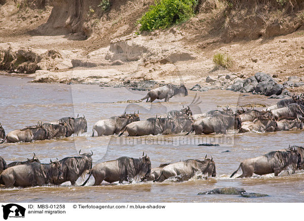animal migration / MBS-01258