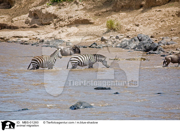 animal migration / MBS-01260